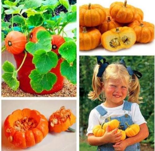 Rare Mini Pumpkin