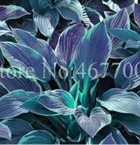 Hosta, Grayish White, Blue, Green with Purple