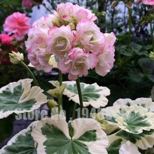 Geranium, Water Pink with Light Green Blooms