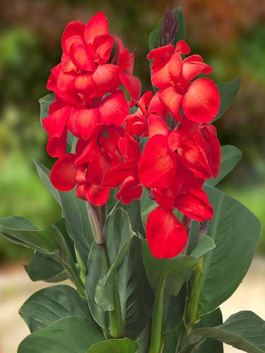 Rare Canna Lily Seeds, Fresh Red Blooms with Green Leaves