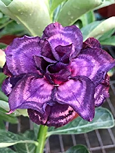 Heirloom Adenium Seeds, Desert Rose with Blackish Purple and Light Purple Double Petals