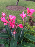Rare Canna Lily Seeds, Rose Pink Bloom with Green Leaves