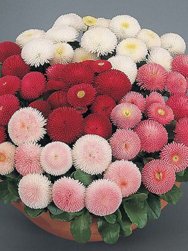 Bellis Perennis Seeds, Mixed