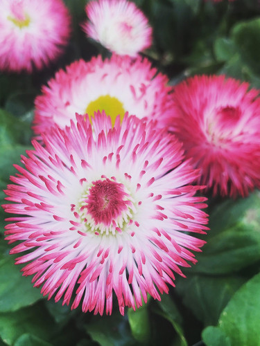 Bellis Perennis Seeds, Giant Pink & White Bi-colored Flowers