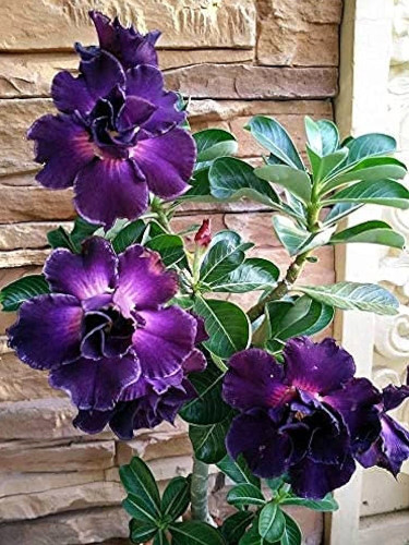 Rare Adenium Seeds, Desert Rose with Purplish Black with Few White on Petals