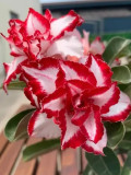 Rare Adenium Seeds, Desert Rose with Windmill-shaped Petals, White with Large Red Stripes, 4-Layer