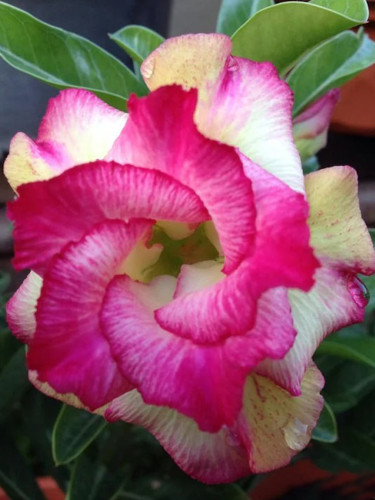 Rare Adenium Seeds, Desert Rose with Pink Rose to Pale Yellow Bicolor, 3-Layer