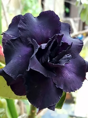 Rare Adenium Seeds, Desert Rose with Black Petals with a Hint of Purple, 4-Layer