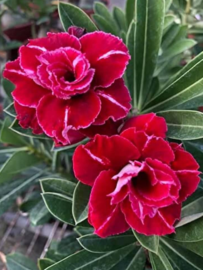 Rare Adenium Seeds, Desert Rose with Large Red Petals with a White Stripe in the Middle, 5-Layer