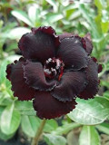 Rare Adenium Seeds, Desert Rose with Black Petals with a Hint of Faint Red, 2-Layer