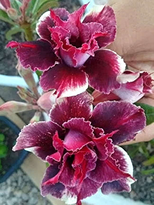 Rare Adenium Seeds, Desert Rose with Crismon Red with a Hint of White Mottling, 5-Layer