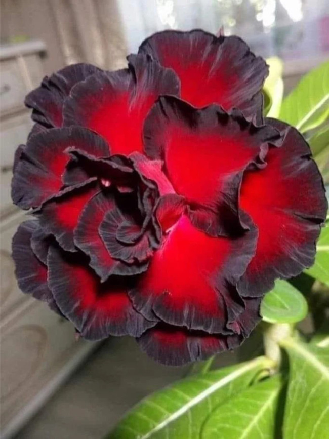 Rare Adenium Seeds, Desert Rose with Fire Red with Black Thick Edge, 3-Layer Petals