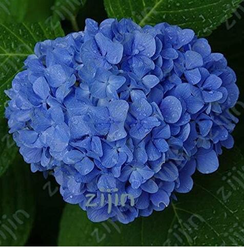 Hydrangea Seeds, Blue