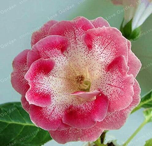 Sinningia Speciosa Seeds, Pink-White Double Flowers with Many Red Spots