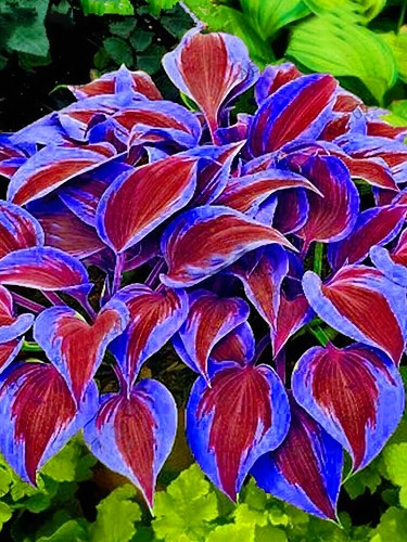 Stunning Hosta Seeds: Deep Red and Blue-Green Foliage Mix