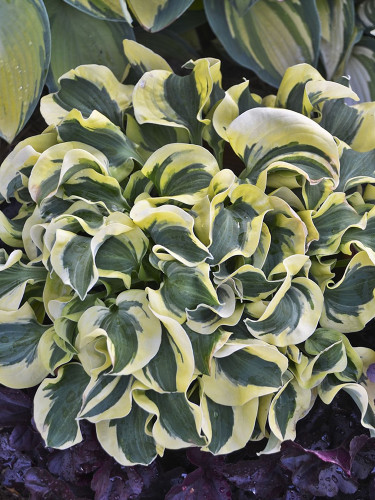 Hosta Seeds - Variegated Foliage Plant with White, Yellow & Green Striped, Slightly Curled Leaves