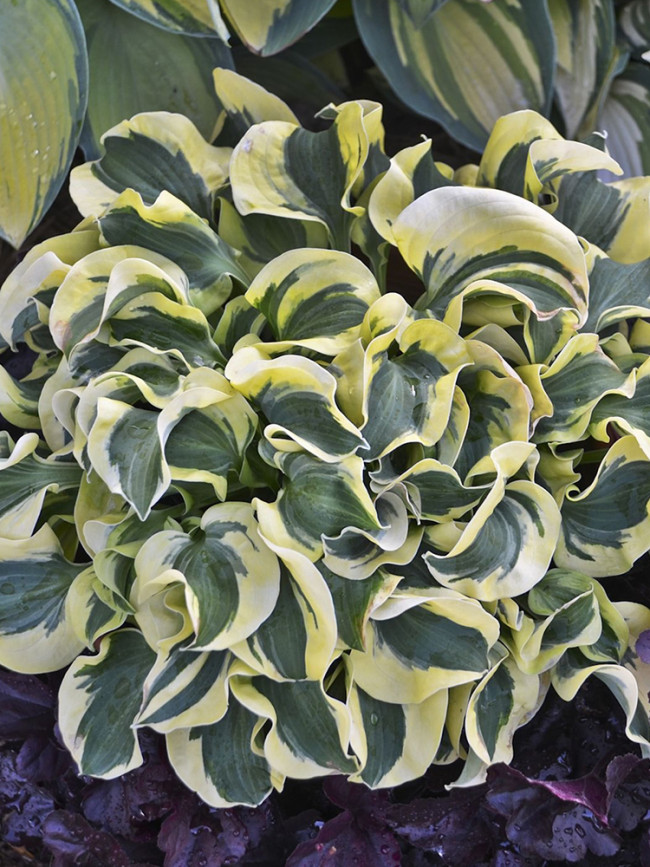 Hosta Seeds - Variegated Foliage Plant with White, Yellow & Green Striped, Slightly Curled Leaves