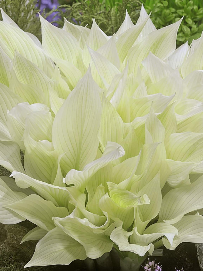 Hosta Seeds - Spectacular Foliage Plant with White and Light Green Leaves - Perfect for Shaded Gardens