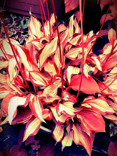 Eye-Catching Hosta Seeds: Red and Gold Stripe Pattern - Stunning Garden Addition