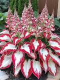 Rare Hosta Seeds - White Leaves with Thick Red Edges