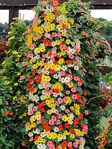 Thunbergia 'Qianxi' Mixed Seeds