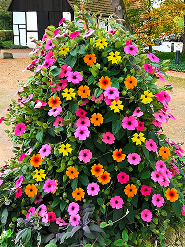 Thunbergia Sunny Mixed Seeds