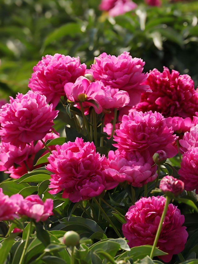 Thousand Layer Tower Series Peony Seeds – Large Purplish-Red Double Blooms with Fragrant Scent