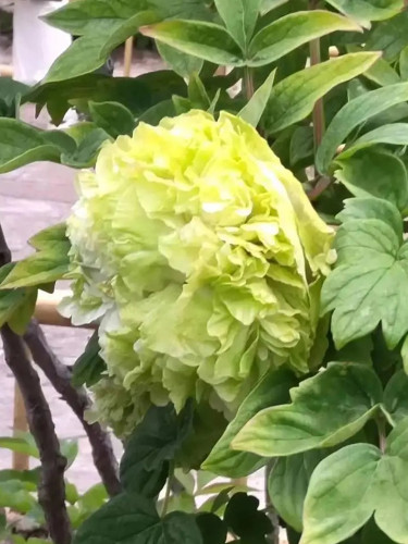 Double-Petaled Green Peony Seeds - 'Chongzhou' Collection, Strong Fragrance