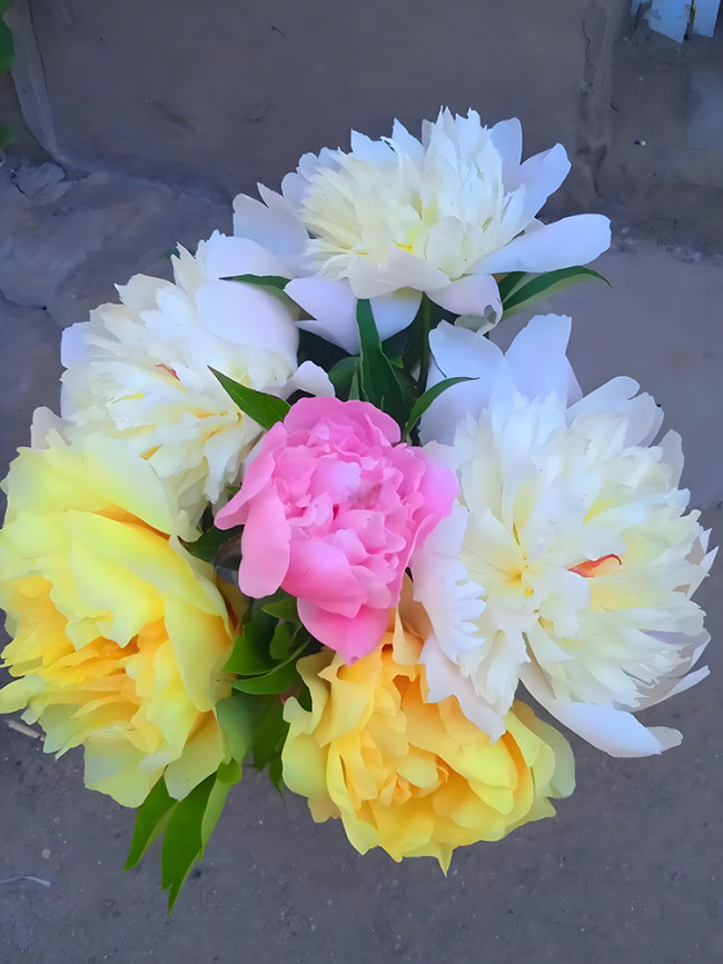 Peony Seeds - Premium Collection for Stunning Blooms, Mixed 'Sanmao' Series