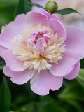 Fragrant Qiyuan Peony Seeds - Light Pink Double Petals, Khaki Stamen