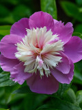 Fragrant Gezhe Purple Peony Seeds - Double Blooms with Creamy White and Pink Fluffy Stamen