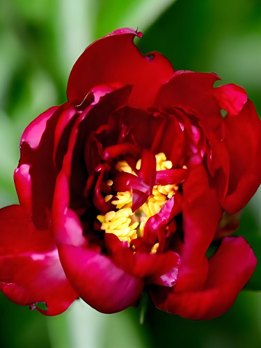 Deep Red Peony Seeds - 'Jiaoyang' Series - Large Double Flowers