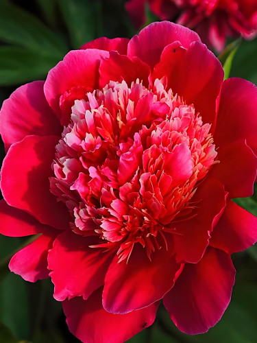 Xinniang Series Deep Red Peony Seeds - Velvety Inner Stamens