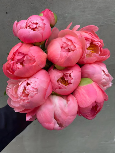 'Jiehun' Series Peony Seeds - Big Pink Buds, Spherical Blooms with Delicate Scent