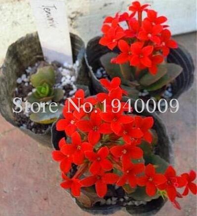 Oxalis Wood Sorrel Flower Seeds, Red