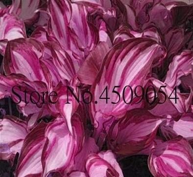 Hosta Seeds, Redish Purple and Light Pink Stripes