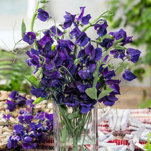 Rare Deep Purple Sweet Pea Seeds - Lathyrus odoratus