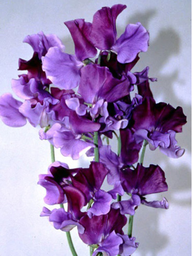 Rare Lathyrus Odoratus Sweet Pea Seeds - Purple with Deep Purple Accents - Fragrant Climbing Blooms