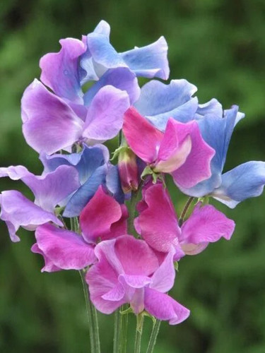Rare Lathyrus odoratus Sweet Pea Seeds - Pink, Light Purple, and Blue Multicolor Mix - Fragrant and Colorful Garden Blooms