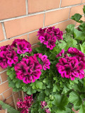 Rare Cranesbill Geranium Seeds - Rose Red with Black Stripes