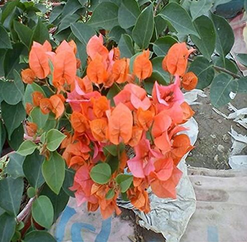 Bougainvillea Seeds, Orangish Red