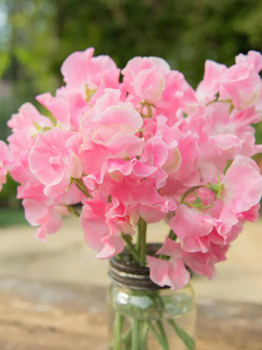 Rare Lathyrus odoratus Sweet Pea Seeds - Pale Pink Blooms with Light Fragrance