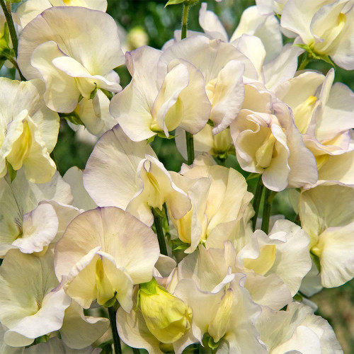 Rare Lathyrus odoratus Sweet Pea Seeds - Pale Yellow with Purple Edges - Light Fragrance