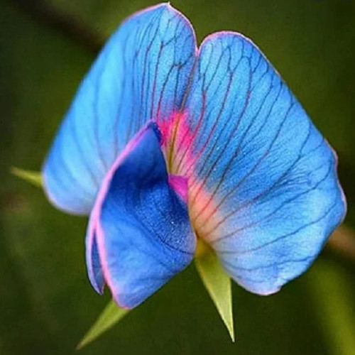 Rare Lathyrus odoratus Seeds - Deep Blue, Sky Blue, and Pink in One Flower - Light Fragrance