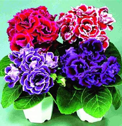 Gloxinia Sinningia, Mixed Red, Purple, Red-White, Purple-White