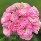 Exclusive 'Xiuqiu' Series Water Pink Geranium Seeds - Rare Cranesbills