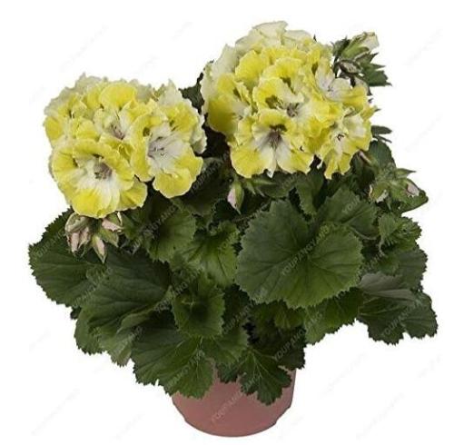 Geranium Flower Seeds, Yellow-White Biclor
