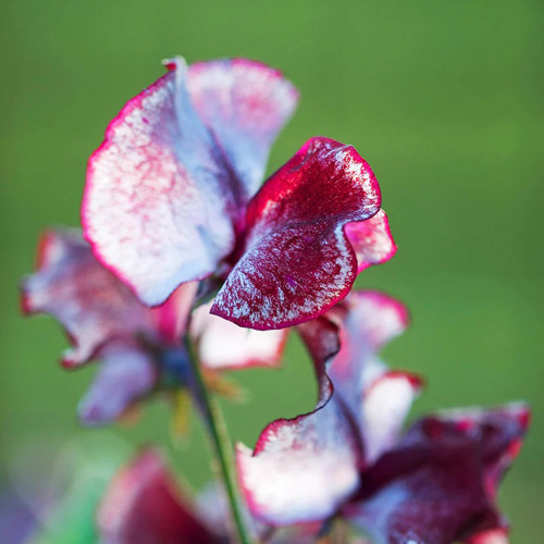 Rare Lathyrus Odoratus Sweet Pea Seeds - Deep Red and White Intertwined with Rose Pink Edges