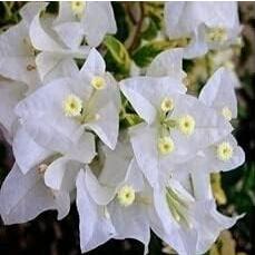 BougainvilleaSpectabilisWilldSeed,White