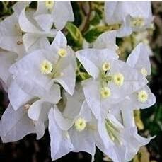 Bougainvillea Spectabilis Willd Seed, White